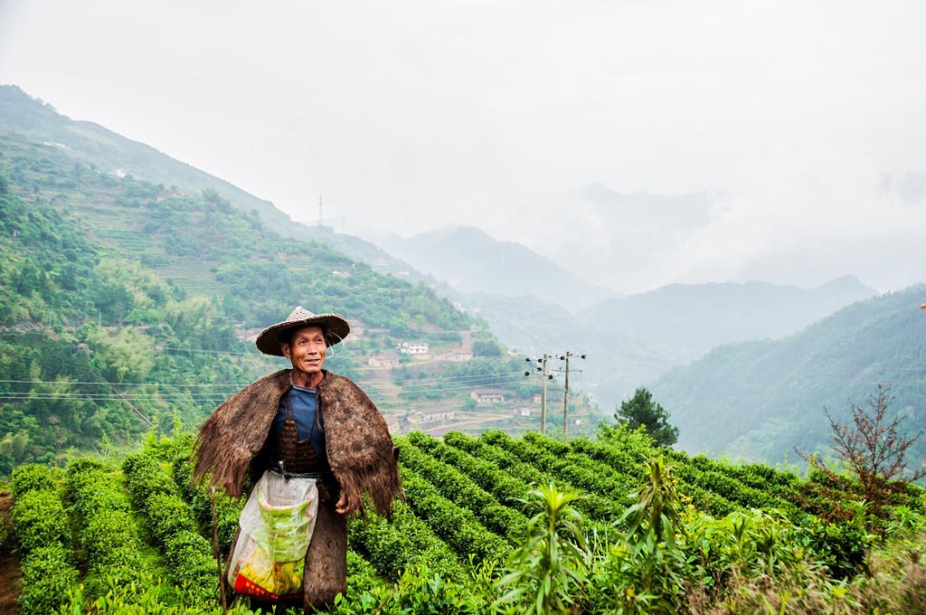 the chayi tea garden china